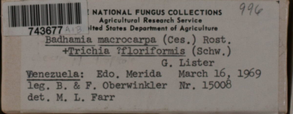 Badhamia macrocarpa image